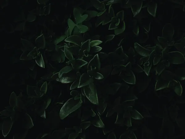 img of Phase One of the Database Sentinel: Part 2